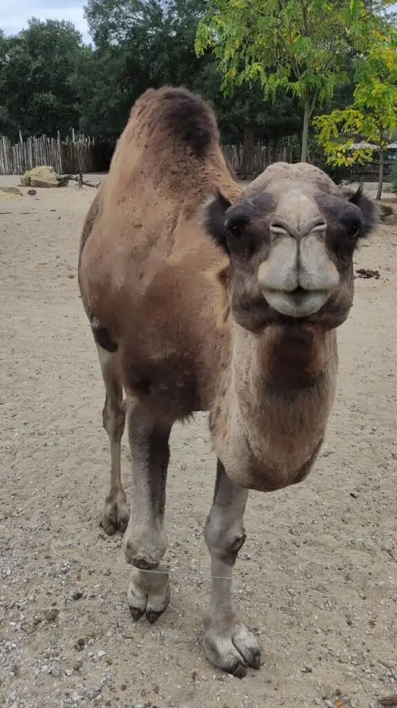 Labenne Zoo Dromedary