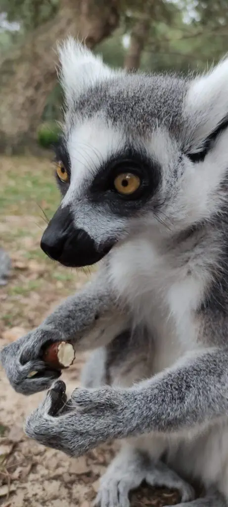 Labenne Zoo Lemur