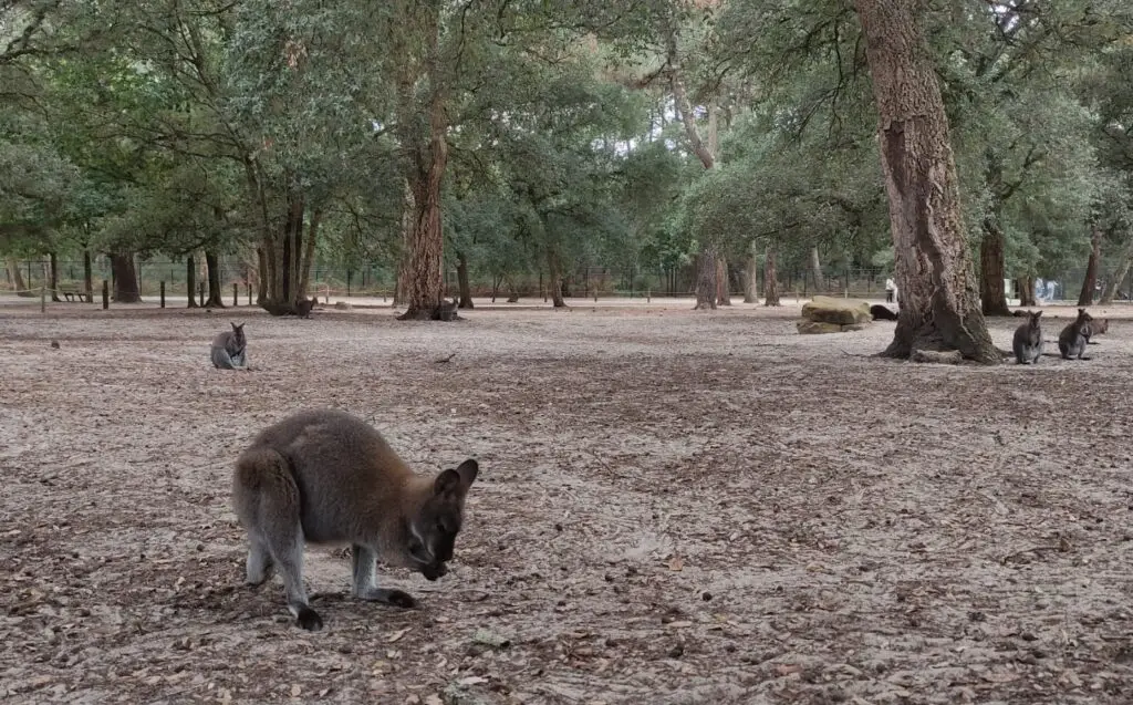 Labenne Zoo Wallaby