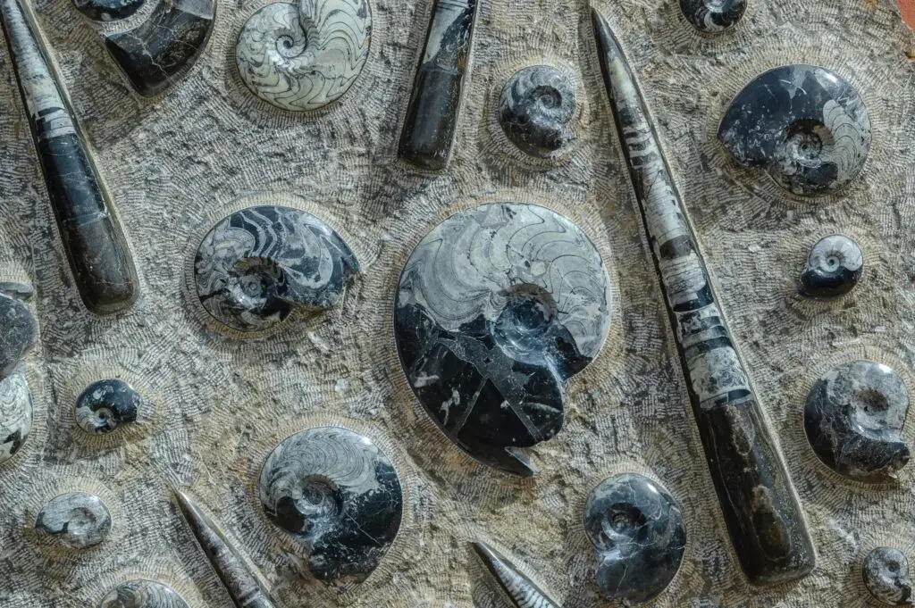 Nautilus Ikasgune Geologikoa