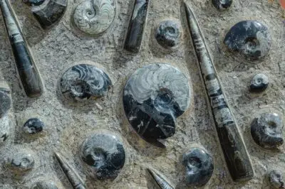 Nautilus Ikasgune Geologikoa