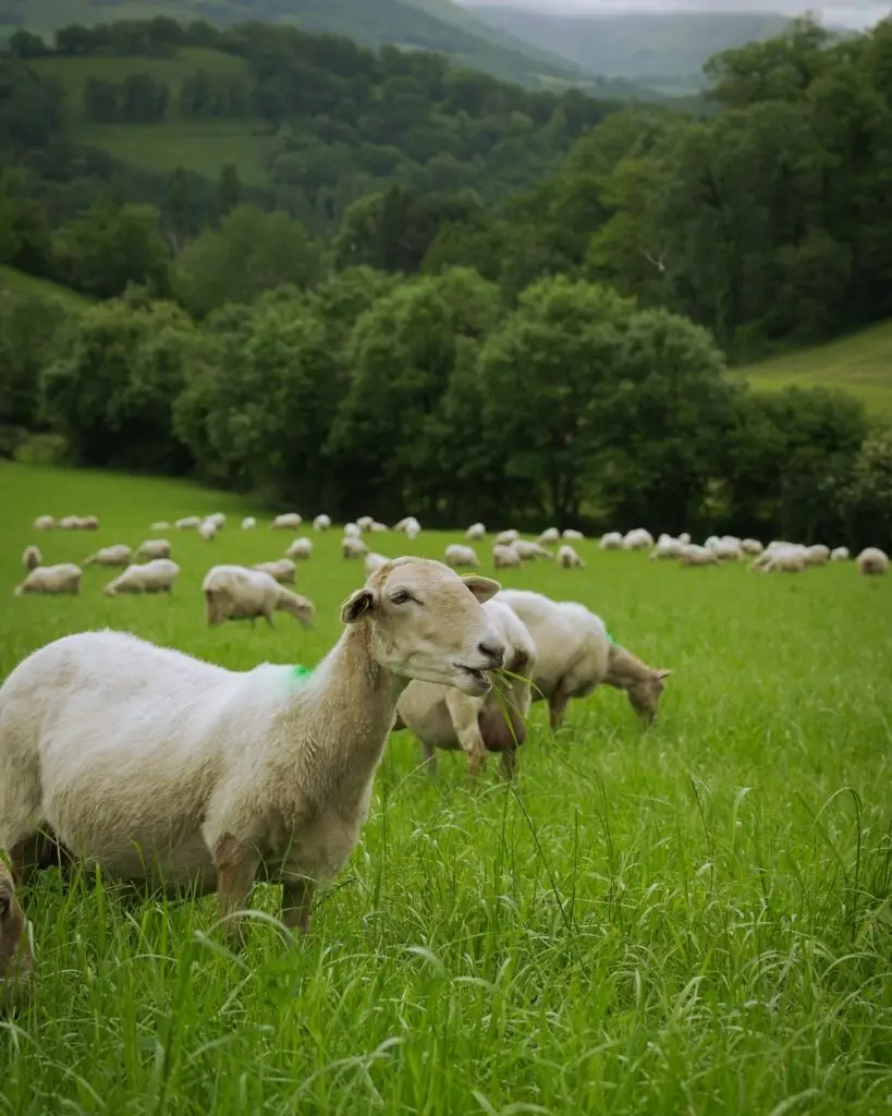 Ossau-Iraty cheese