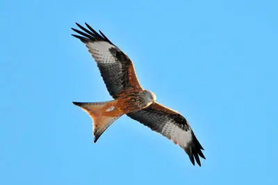 Flying red kite