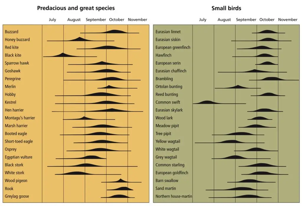 Calendar of postnuptial migration of birds through Navarra