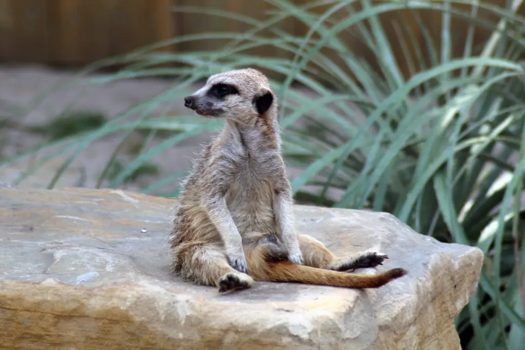 Suricate - Suricata suricata