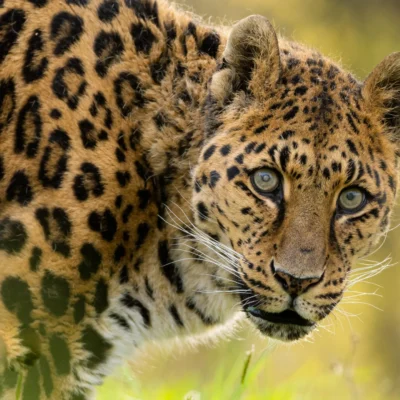 Karpin Fauna