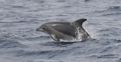 Whale Watching in the Basque Country