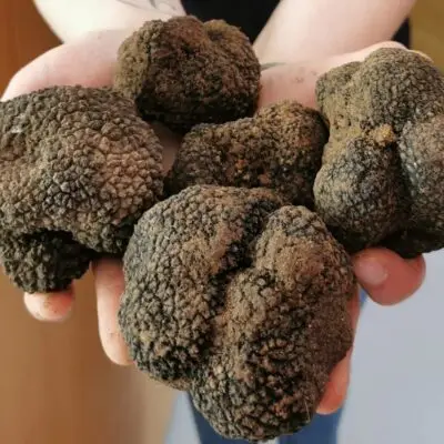Truffle Museum of Navarre