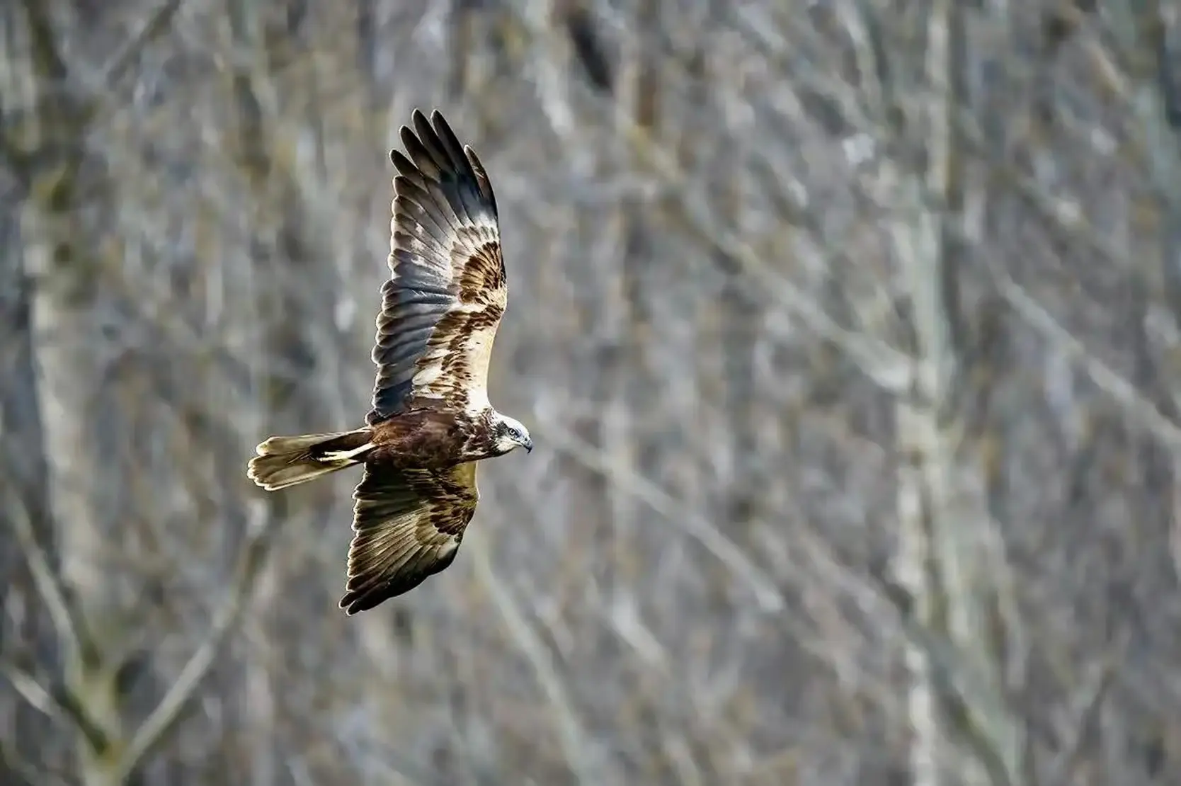 Salburua and Mendixur Wetlands Guided Birdwatching Tour